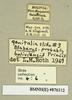 CollectionObject 1573117; dbe5b274-2c74-4bc8-a96f-834d638d8b63: Copyright Natural History Museum, London. Labels from non-type (adult male) in BM(NH). (CollectionObject).