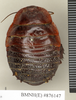 CollectionObject 1572889; 2e36566e-1f44-46eb-b5b7-4b6040ba2c66: Copyright Natural History Museum, London. Non-type (adult male) in BM(NH). Dorsal view. (CollectionObject).