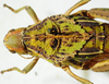 CollectionObject 1498671; c97a914b-ff0b-4ed8-9a97-1d4d3294415d: female pronotum, dorsal view. (CollectionObject).