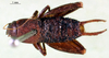 CollectionObject 1502123; 05f07924-7c87-425e-8d70-7daf0e1063c0: male, dorsal view. (CollectionObject).