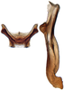 Connective: Bonaspeia attia, connective and stylus, ventrally (INHS). (Observation).