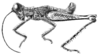 Jumandiacris perlata Amédégnato & Poulain, 1998: Fig. 1. Male, habitus. (Otu).