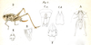 Incertana decorata (Fieber, 1853): Pl. 9, Fig. 4. A male, B left tegmen, C abdomen tip (a dorsal, b ventral), D female, E female head, F ovipositor base ventral (body length male/female 20 mm, pronotum 6 mm, ovipositor 9 mm). (Otu).