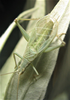 Oecanthus salvii Collins, 2020: male. (Otu).