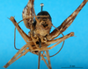 male, caudal view. Depicts CollectionObject 1564363; 59726de2-3d04-4feb-984d-9e18607c83cc, a CollectionObject.