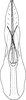Aedeagus, ventral view: Aedeagus, ventral view. (Observation).