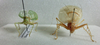 CollectionObject 1564643; f356ec6a-7957-41a0-b5f0-75806fda437a: 2013. comparison A. kilimandjarica (left) and A. megaloptera (holotype, right). (CollectionObject).