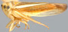 Habitus, lateral view: Idiodonus kennicottii, lateral habitus (INHS). (Observation).