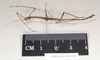 CollectionObject 1559006; NHMUK(SF IMPORT DUPLICATE) 845238, cb4f115d-0146-42f4-a5ad-e2e1320941bd: copyright Natural History Museum, London. male, lateral view (syntype). (CollectionObject).