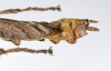 CollectionObject 1590151; b4bef1b9-2b4f-45c3-9e47-a7b544ef986c: copyright ZSMC, Munich. male: end of abdomen, lateral view (holotype). (CollectionObject).