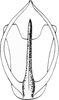 Aedeagus, ventral view on Platymetopius (Platymetopius) centralasiae Dlabola, 1960: Aedeagus, ventral view. (Observation).