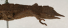 CollectionObject 1562284; NMW 708, 57a29033-ed08-4978-945f-2d0d623ca9a6: copyright NMW, Vienna. female: end of abdomen, lateral view (holotype). (CollectionObject).