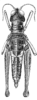 Opaonella tenuis Hebard, 1923: Pl. 17, Fig. 6 (after allotype). female, dorsal view. (Otu).