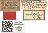 CollectionObject 1537269; 252c2a2e-2a58-4f07-9ce9-2293a5755754: holotype male (labels). (CollectionObject).