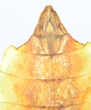 CollectionObject 1561210; 20789890-8cce-4cae-ae7c-da330dcdf566: source Luc Willemse, Naturalis Biodiversity Center. female: end of abdomen, ventral view (holotype). (CollectionObject).
