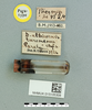 Notostaurus albicornis turcmenus (Uvarov, 1926): male, labels, (paratype). (Otu).