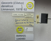 CollectionObject 1596260; 3a1fbf06-ae86-47cd-bc60-9cc7f4988f95: Geocoris (Eilatus) danalicus. Paratype. (BMNH) - (CC BY-NC 4.0) Photo by Stuart Cole, reproduced with permission from the Natural History Museum, London, UK. (CollectionObject).