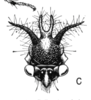Head: !! display not done !! on Cyphonia trifida (Fabricius, 1787): (Observation).