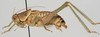 CollectionObject 1527093; fc4e2767-a738-4726-a993-84b6daf1bb14: male, lateral view (holotype). (CollectionObject).