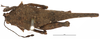 CollectionObject 1577159; cffaabf0-aacf-41b1-b286-714b5cfa4a0c: female, dorsal view (syntype). (CollectionObject).