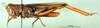 CollectionObject 1574924; b8828a11-6577-4f28-9c2a-c421a58d29fd: male, lateral view (paralectotype of Terpillaria picta). (CollectionObject).