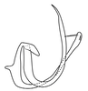 Aedeagus, lateral view on Coarctana rana (DeLong & Wolda, 1982): Male [DZUP]: aedeagus, lateral view. (Observation).