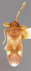 CollectionObject 1593571; 9876ddfb-1058-4e19-83fe-9f66deb113b6: Tempyra testacea HOLOTYPE (NMNH) - (CC BY-NC 3.0) - Photo by Pablo M. Dellapé with permission from the National Museum of Natural History (NMNH), Smithsonian Institution, Washington, D.C. (CollectionObject).