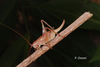 Canariola willemsei Morales-Agacino, 1959: female (Canary Islands). (Otu).
