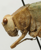 CollectionObject 1535184; e535f063-f051-4db8-8c7c-18303590c3ba: male head and pronotum, lateral view (syntype). (CollectionObject).