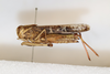 CollectionObject 1478569; 860e69ea-28df-4dad-a8b9-189d5d5a2fd8: female, lateral view (holotype of Gastrimargus africanus pusillus). (CollectionObject).