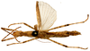 CollectionObject 1564004; ac99f267-3967-445a-827e-09ad64d3c6b8: copyright ISNB, Brussels. female (holotype). (CollectionObject).
