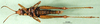 CollectionObject 1502299; a51ea567-260a-4486-8a80-1bb01799c157, DORSA BA000503S03: female, ventral view (syntype). (CollectionObject).