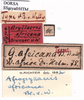 CollectionObject 1530647; 740057ca-cd1f-4ef7-9ebc-205f097a4d93, DORSA SSgryafrHTM: labels (holotype). (CollectionObject).