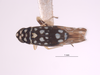 Habitus, dorsal view: !! display not done !! on Trypanalebra maculata (Baker, 1903): (Observation).