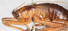 CollectionObject 1531823; b2947265-f0a2-47fd-a9ae-70039cca4205: female, lateral view (holotype). (CollectionObject).