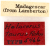 CollectionObject 1523112; 584cf501-9611-4440-a84e-adf0cbe3c23e, ANSP Type No. 5466: labels (holotype of H. taurus). (CollectionObject).