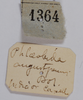 Phlaeobida angustipennis (Bolívar, 1902): labels,unspecified specimen. (Otu).