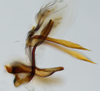 Aedeagus, lateral view: !! display not done !! on Scaphytopius meridianus Hepner, 1946: U. S. National Museum (photo: J. N. Zahniser). (Observation).
