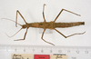 CollectionObject 1560133; 5356e4d5-1c6d-4397-9ca2-8fb93e2b3bf3: copyright ZMUH, Hamburg. female of synonym Menexenus lugens (syntype). (CollectionObject).