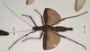 CollectionObject 1558327; 45bf53db-00d5-45bb-a9c7-959fe31a0a00: copyright OUM. female (holotype). (CollectionObject).