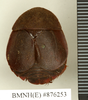 CollectionObject 1572870; d581ce2b-fd44-4d18-bd1c-f87591710697: Copyright Natural History Museum, London. Non-type (adult female) in BM(NH). Dorsal view. (CollectionObject).