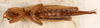 CollectionObject 1522922; f7c11a14-cd10-4a4e-a5c4-e3f487b09250: female, ventral view (holotype). (CollectionObject).