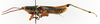 CollectionObject 1501023; 38609b38-5c33-49b4-9c1b-07854629882e: male, lateral view (holotype of Chlorizeina elegans). (CollectionObject).