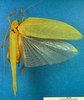 CollectionObject 1500358; 882688cc-4ebc-48a3-9519-d9406fbfcfc9, DORSA BTlioaduS01: male, dorsal view (syntype). (CollectionObject).