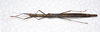 CollectionObject 1580891; e487b9de-ef2a-4061-b413-a66a6fa8eb11: copyright FRCS Sabah. female (holotype). (CollectionObject).