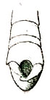 Chlorizeina unicolor unicolor Brunner von Wattenwyl, 1893: Pl. V, Fig. 51 b. male abdomen tip. (Otu).