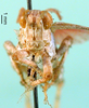 CollectionObject 1501126; 73899ea0-e55d-41a4-845d-902a96468bf2, DORSA BA000835S01: male, frontal view (holotype). (CollectionObject).