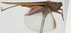 CollectionObject 1477366; b7e9c31c-8fb7-4468-aa0a-6a55598bf2da, NHMUK010924494: female, lateral view (syntype of Tettix simplex). (CollectionObject).