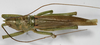 CollectionObject 1539576; 60556447-0e13-4a23-9cf8-0baa67a3dbff, MNHN-EO-ENSIF832: female, dorsal view (holotype). (CollectionObject).