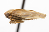 Habitus, lateral view on Eutettix (Eutettix) discolor Hepner, 1942: (Observation).